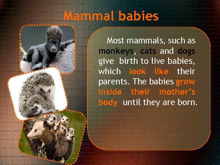 Mammal babies Most mammals, such as monkeys, cats and dogs give birth to live