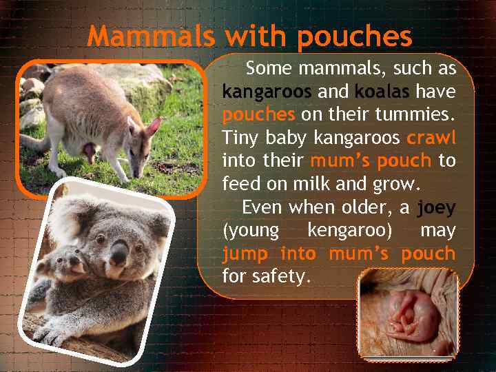 Mammals with pouches Some mammals, such as kangaroos and koalas have pouches on their