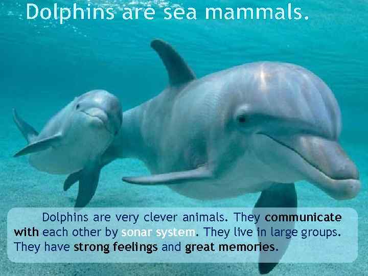 Dolphins are sea mammals. Dolphins are very clever animals. They communicate with each other