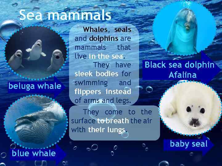 Sea mammals beluga whale Whales, seals and dolphins are mammals that live in the
