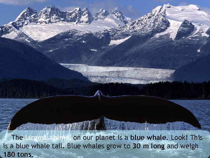 The largest animal on our planet is a blue whale. Look! This is a