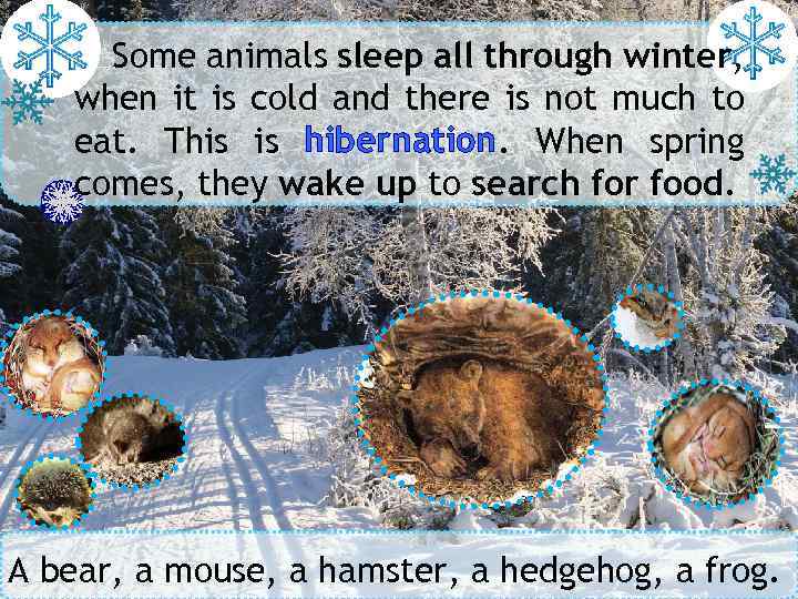 Some animals sleep all through winter, when it is cold and there is not