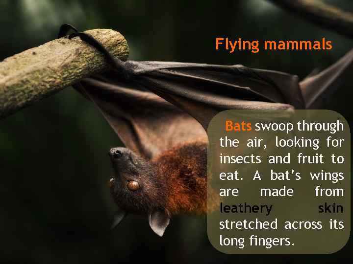 Flying mammals Bats swoop through the air, looking for insects and fruit to eat.