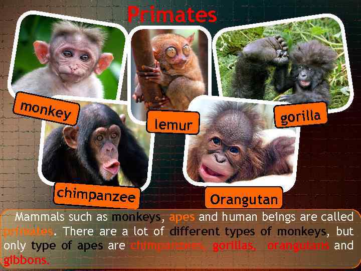 Primates monk ey chimpanzee gorilla lemur Orangutan Mammals such as monkeys, apes and human
