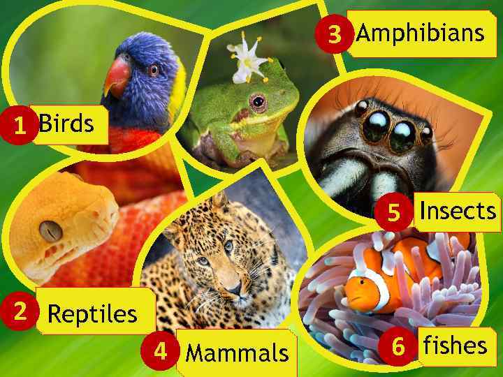 3 Amphibians 1 Birds 5 Insects 2 Reptiles 4 Mammals 6 fishes 