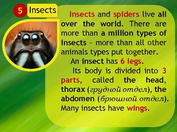 5 Insects and spiders live all over the world. There are more than a