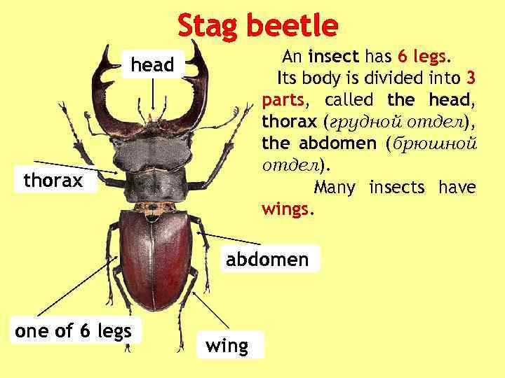 Stag beetle An insect has 6 legs. Its body is divided into 3 parts,