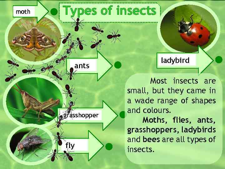 moth Types of insects ants grasshopper fly ladybird Most insects are small, but they