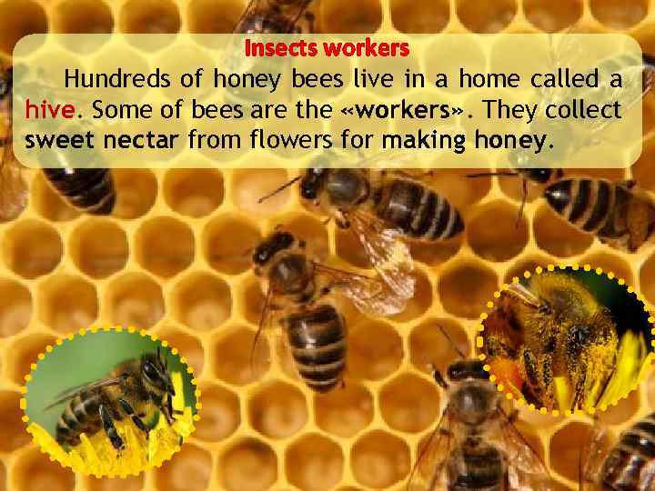 Insects workers Hundreds of honey bees live in a home called a hive. Some