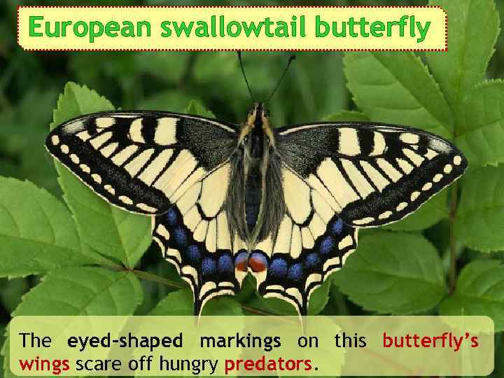 European swallowtail butterfly The eyed-shaped markings on this butterfly’s wings scare off hungry predators.
