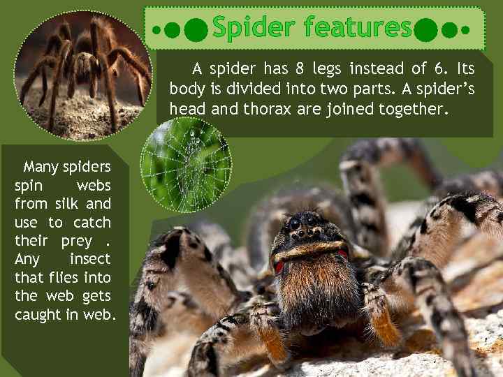 Spider features A spider has 8 legs instead of 6. Its body is divided