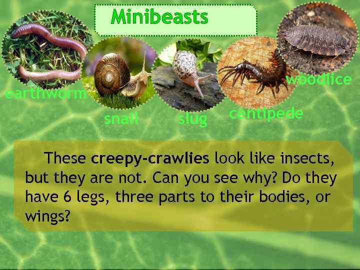 Minibeasts woodlice earthworm snail slug centipede These creepy-crawlies look like insects, but they are