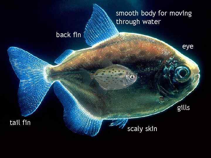 smooth body for moving through water back fin eye gills tail fin scaly skin