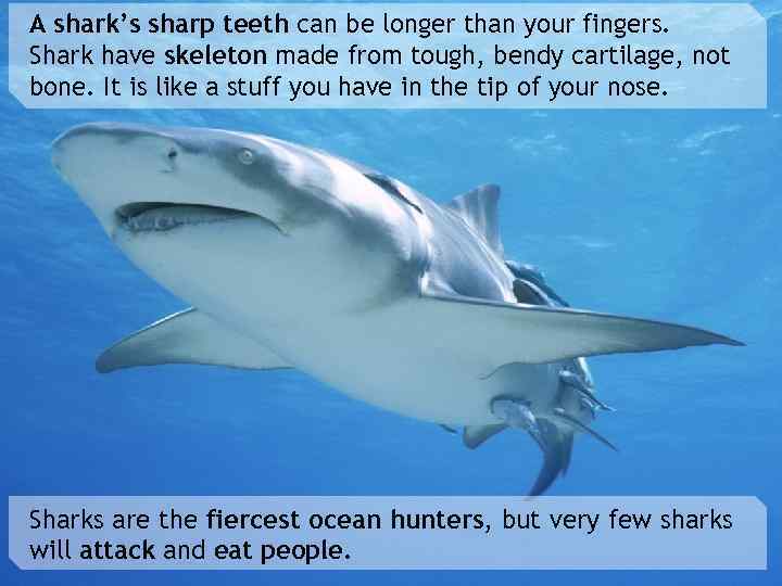A shark’s sharp teeth can be longer than your fingers. Shark have skeleton made