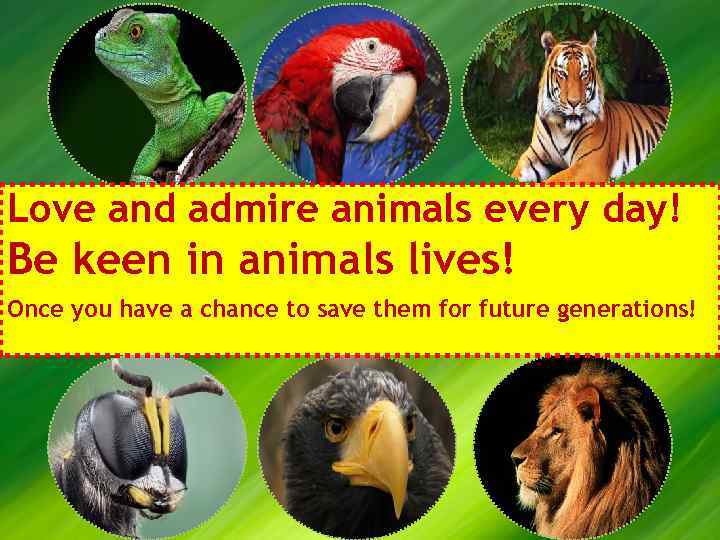 Love and admire animals every day! Be keen in animals lives! Once you have