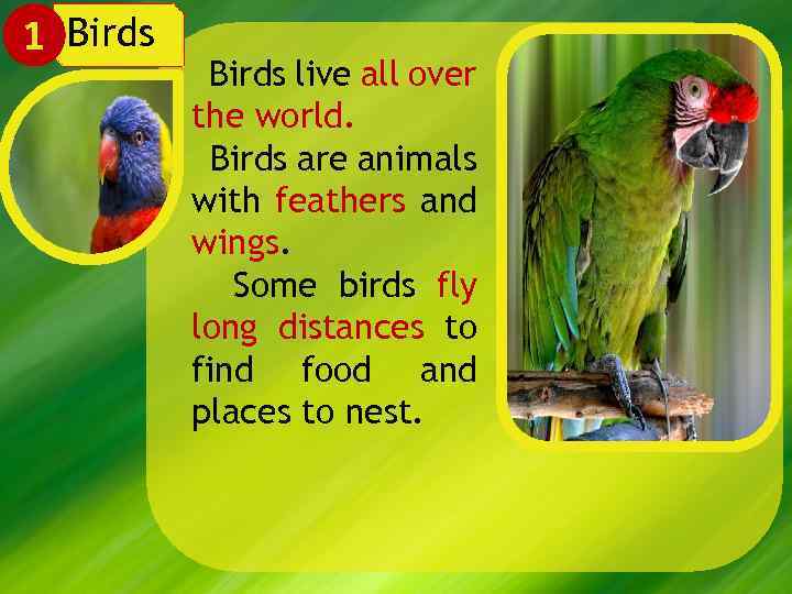 1 Birds live all over the world. Birds are animals with feathers and wings.