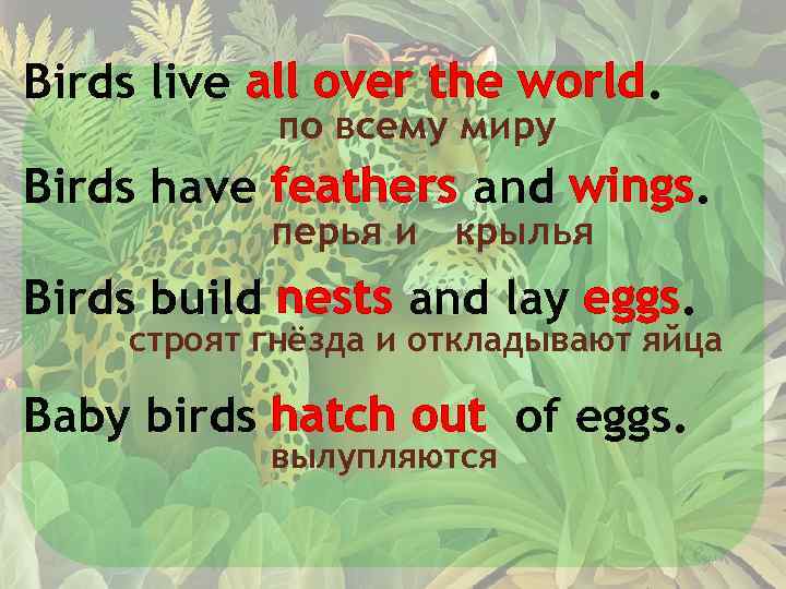 Birds live all over the world. по всему миру Birds have feathers and wings.