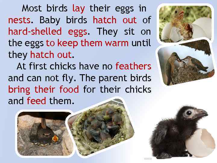 Most birds lay their eggs in nests. Baby birds hatch out of hard-shelled eggs.