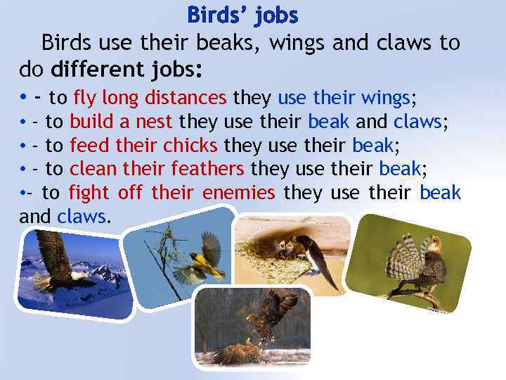 Birds’ jobs Birds use their beaks, wings and claws to do different jobs: •