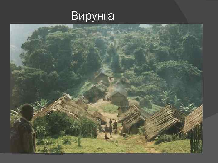 Вирунга 