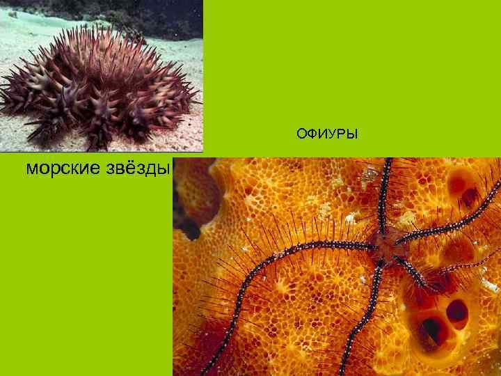  ОФИУРЫ морские звёзды 