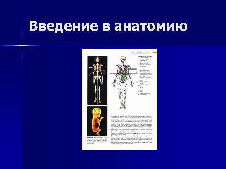 Введение в анатомию 