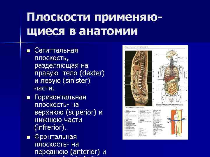 Плоскости применяющиеся в анатомии n n n Сагиттальная плоскость, разделяющая на правую тело (dexter)