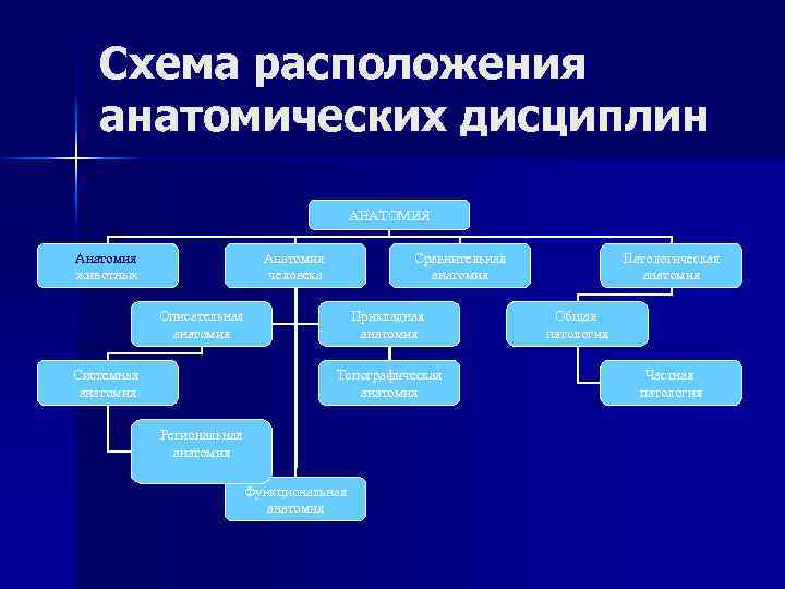 Схема расположения анатомических дисциплин АНАТОМИЯ Анатомия животных Анатомия человека Сравнительная анатомия Описательная анатомия Системная