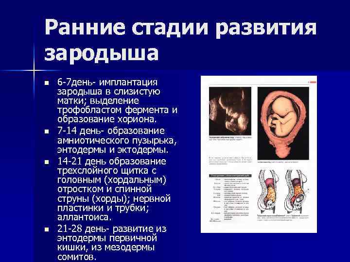 Ранние стадии развития зародыша n n 6 -7 день- имплантация зародыша в слизистую матки;