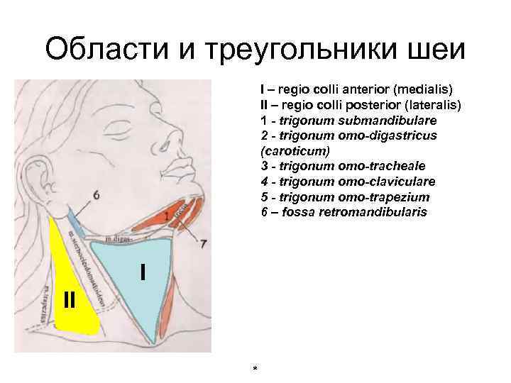 Области и треугольники шеи I – regio colli anterior (medialis) II – regio colli