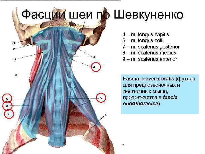 Фасции шеи. Предтрахеальная пластинка шейной фасции. Фасции по Шевкуненко. Классификация мышц шеи по Шевкуненко.