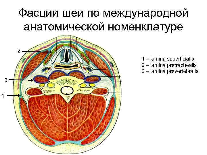 Нарисовать в тетради схему фасций шеи по в н шевкуненко