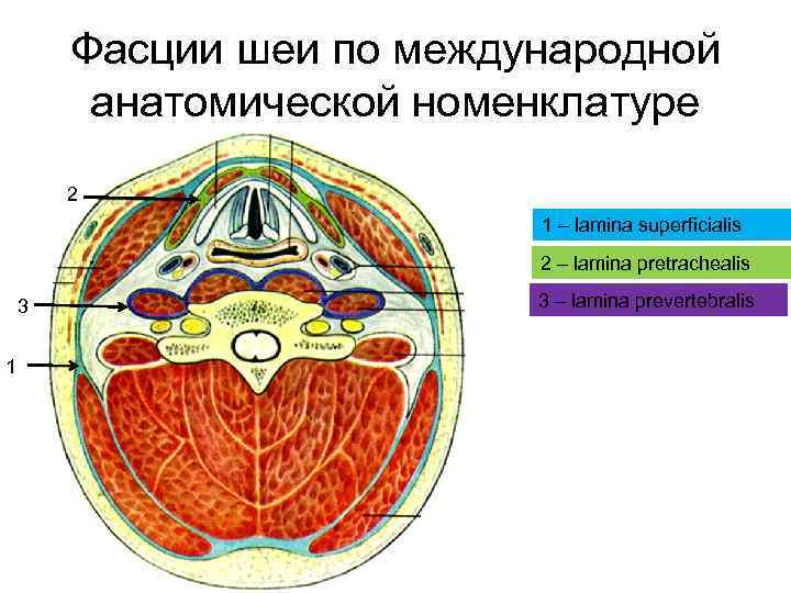 Фасции шеи по международной анатомической номенклатуре 2 1 – lamina superficialis 2 – lamina