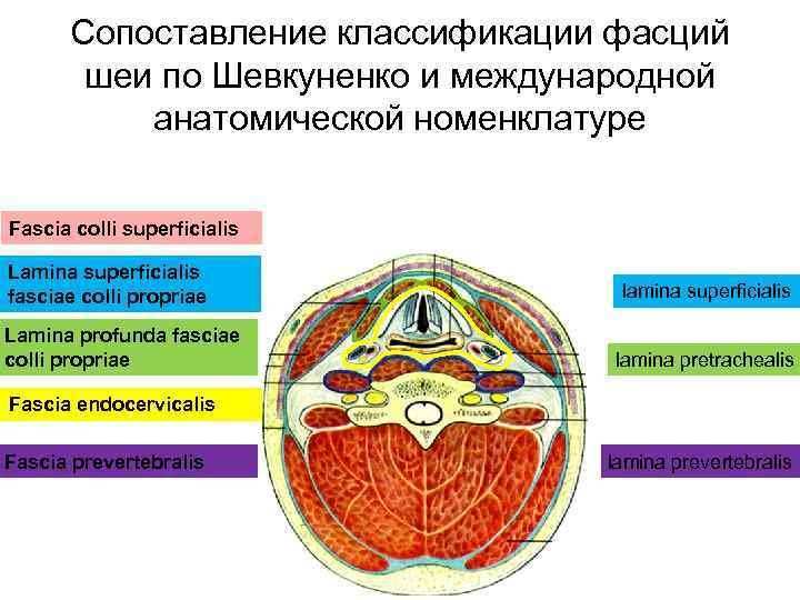 Фасции шеи рисунок