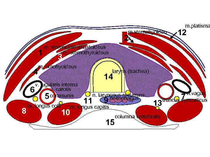 m. platisma m. sternohyoideu 2 s 12 m. sternocleidomastoideus m. sternothyroideus 1 3 4
