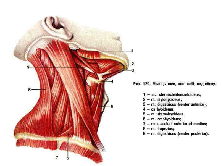 Схема мышц на шее