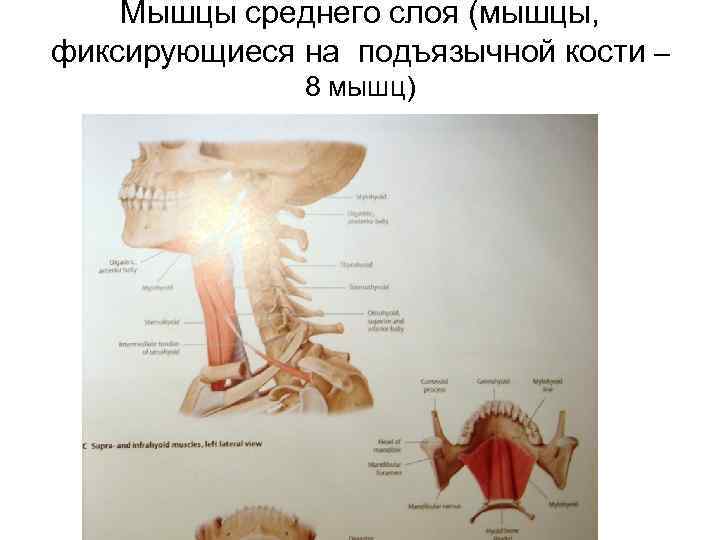 Мышцы среднего слоя (мышцы, фиксирующиеся на подъязычной кости – 8 мышц) 