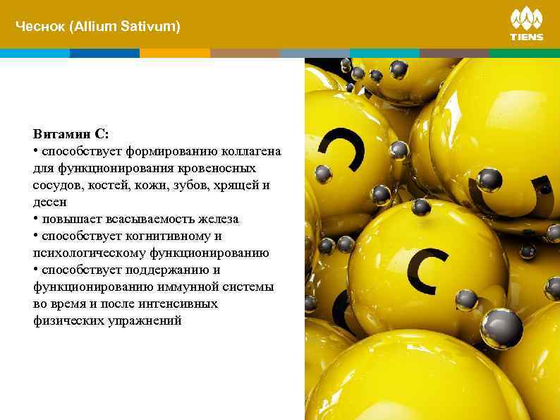 Чеснок and its. Sativum) ZINC (Allium influence on human body Витамин С: • способствует
