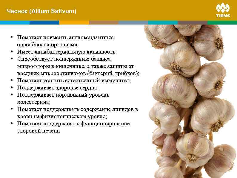 Чеснок and its. Sativum) ZINC (Allium influence on human body • Помогает повысить антиоксидантные