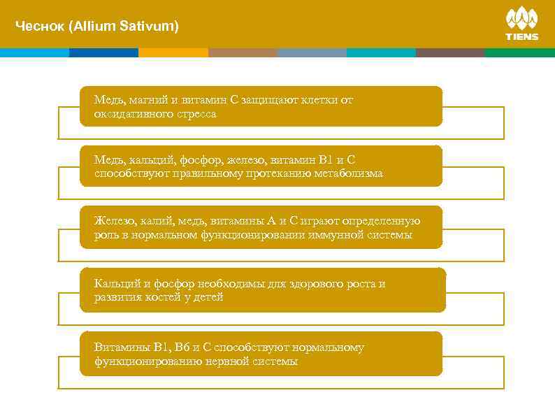 Чеснок and its. Sativum) ZINC (Allium influence on human body Медь, магний и витамин