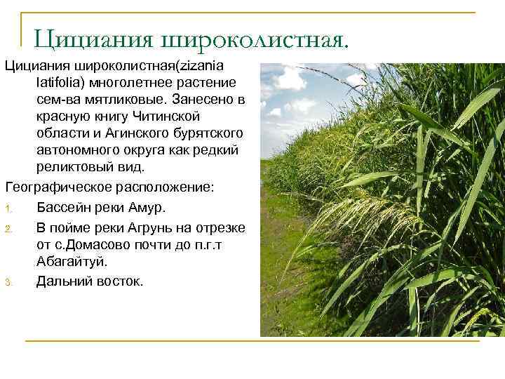 Цициания широколистная(zizania latifolia) многолетнее растение сем-ва мятликовые. Занесено в красную книгу Читинской области и