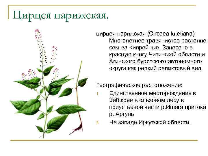 Цирцея парижская. цирцея парижская (Circaea lutetiana) Многолетнее травянистое растение сем-ва Кипрейные. Занесено в красную