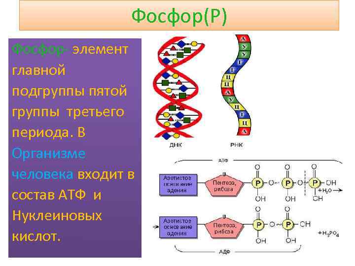 Фосфор(P) Фосфор- элемент главной подгруппы пятой группы третьего периода. В Организме человека входит в