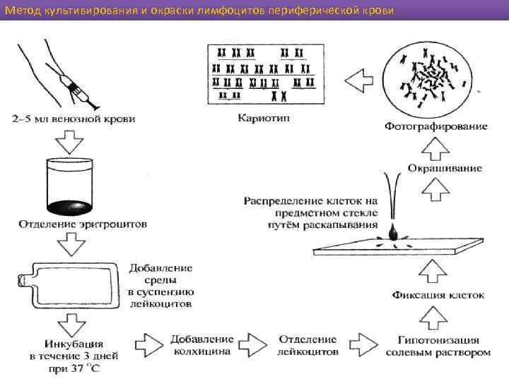 Метод культивирования и окраски лимфоцитов периферической крови 