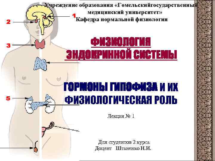 Учреждение образования «Гомельскийгосударственный медицинский университет» Кафедра нормальной физиологии ФИЗИОЛОГИЯ ЭНДОКРИННОЙ СИСТЕМЫ ГОРМОНЫ ГИПОФИЗА И