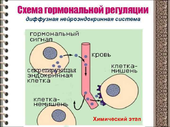 Схема гормональной регуляции диффузная нейроэндокринная система Химический этап 