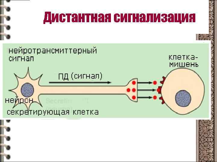Дистантная сигнализация Нервная регуляция 