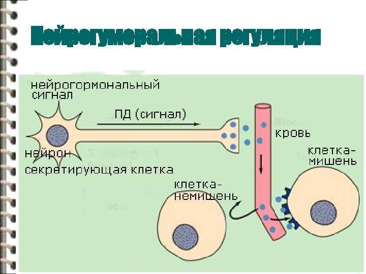 Нейрогуморальная регуляция 