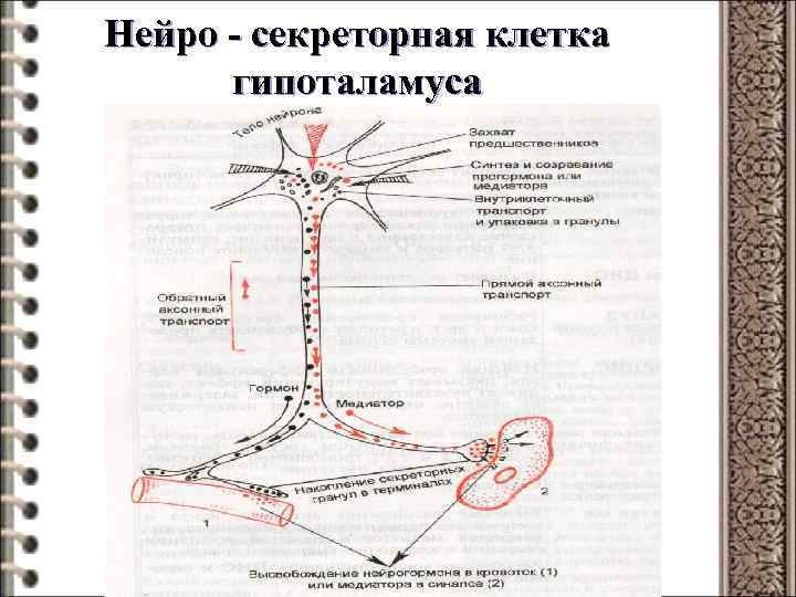 Нейро - секреторная клетка гипоталамуса 