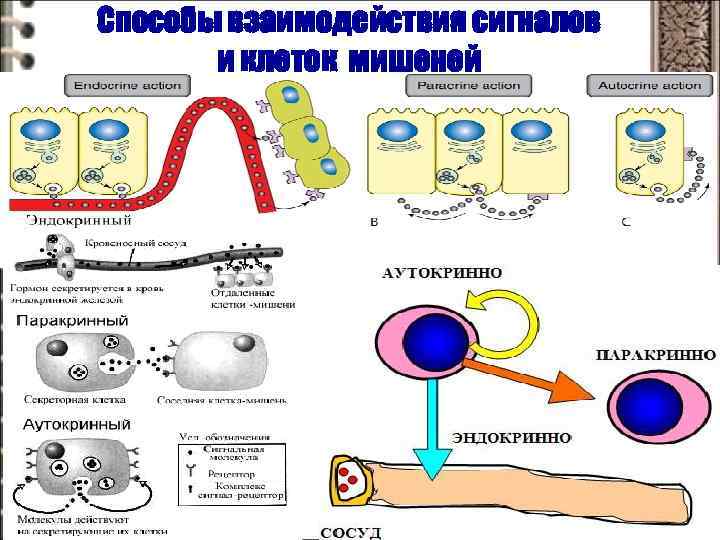 Способы взаимодействия сигналов и клеток мишеней 